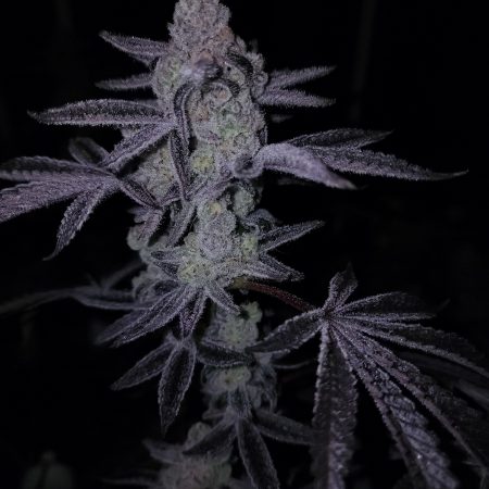 Platinum Lemon Cherry Gelato