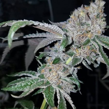 Sunset Sherbert