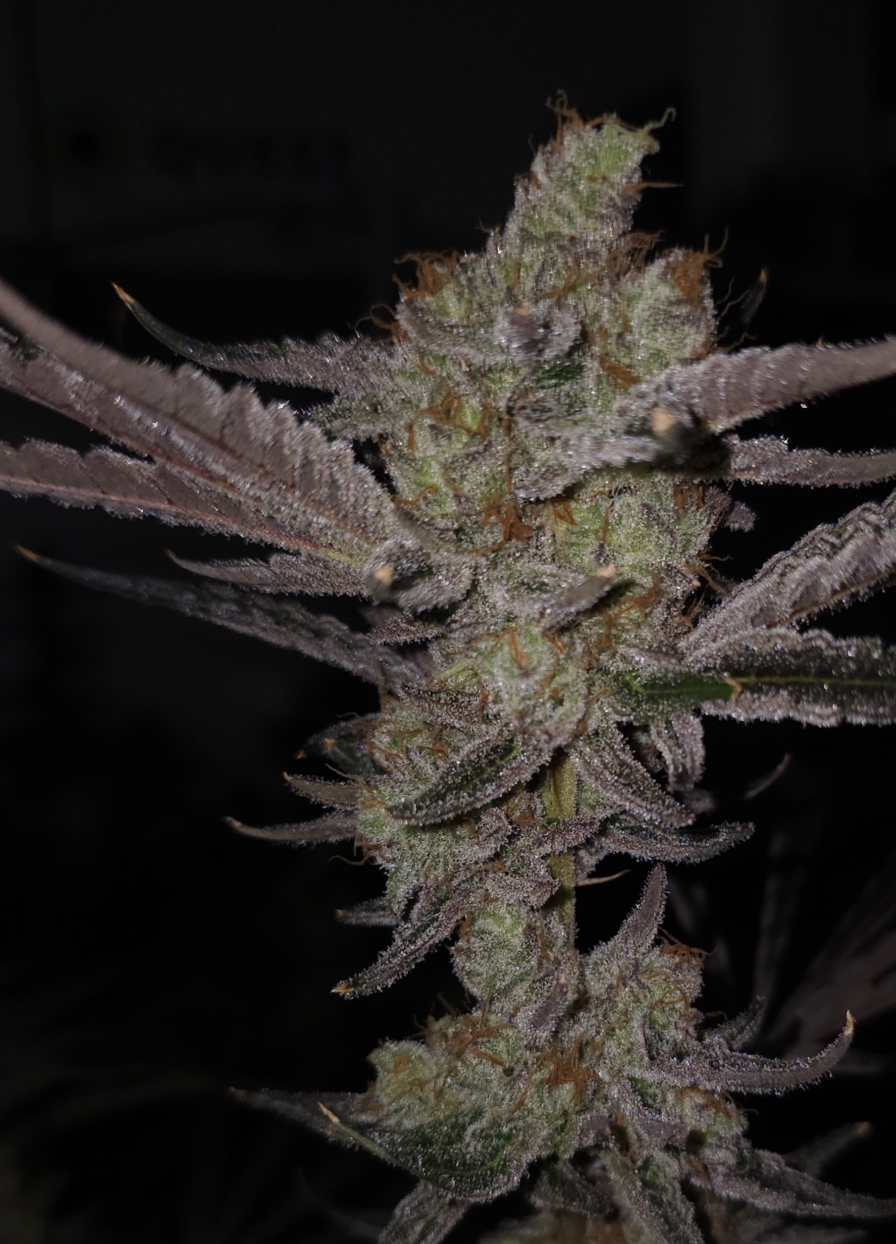 Protected: Lion Strength Caps Cut