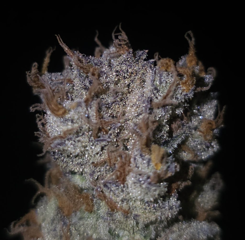 Lion Strength cultivar