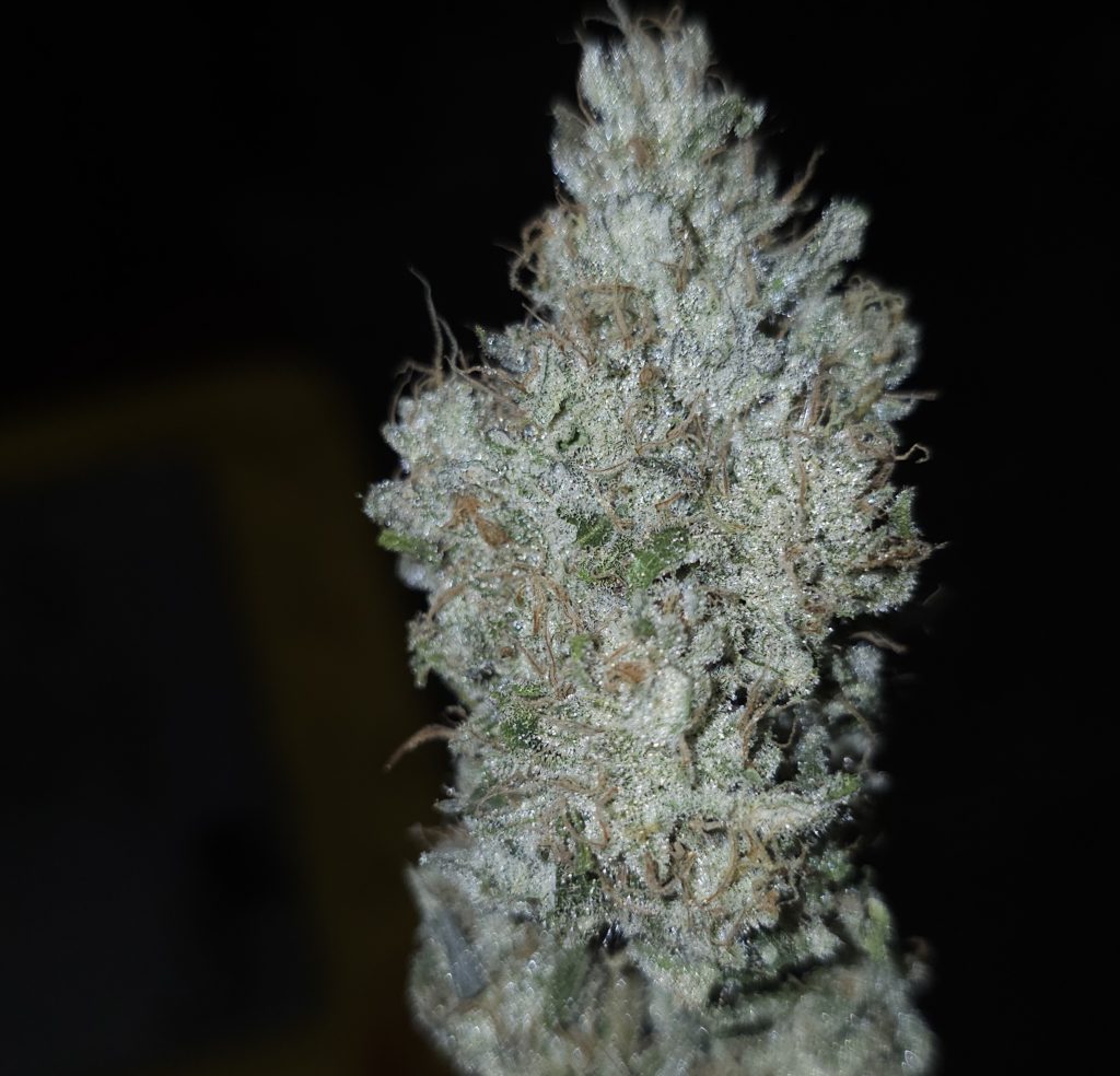 Wookie Strength cultivar