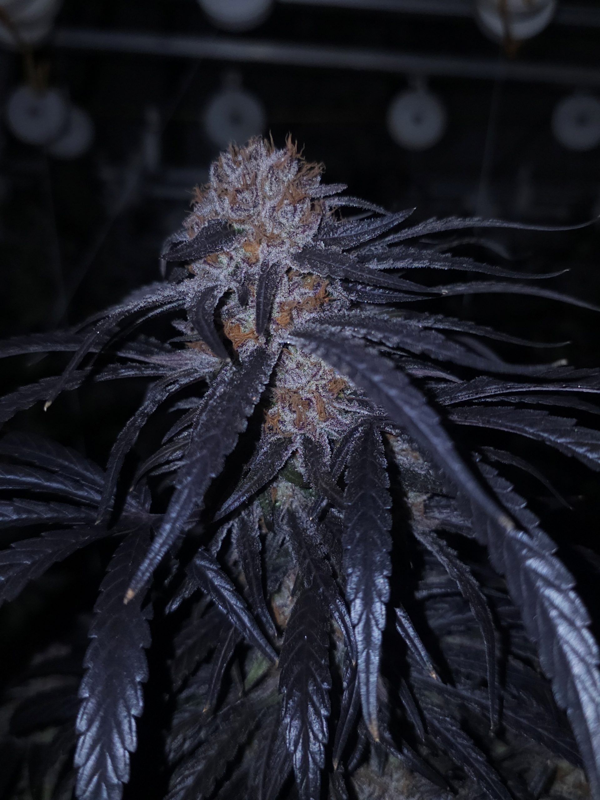 Lion Strength S1 - Image 3