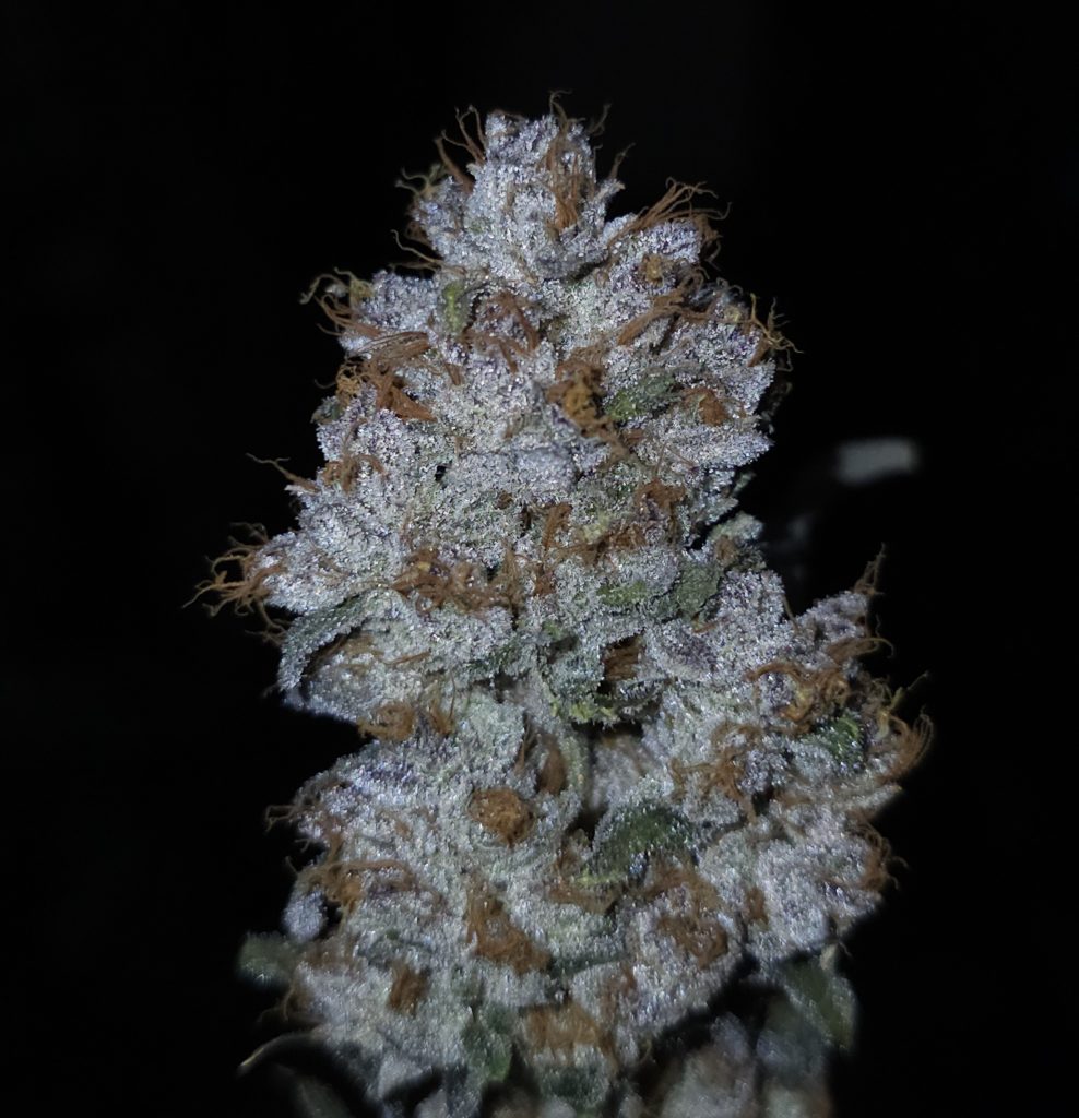 Die Wand cultivar