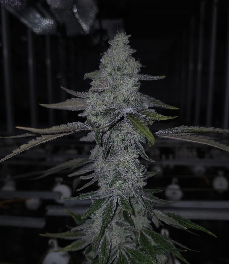 CAP Junky cultivar