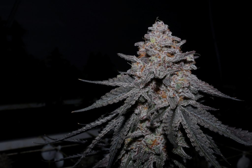 Coolio cultivar