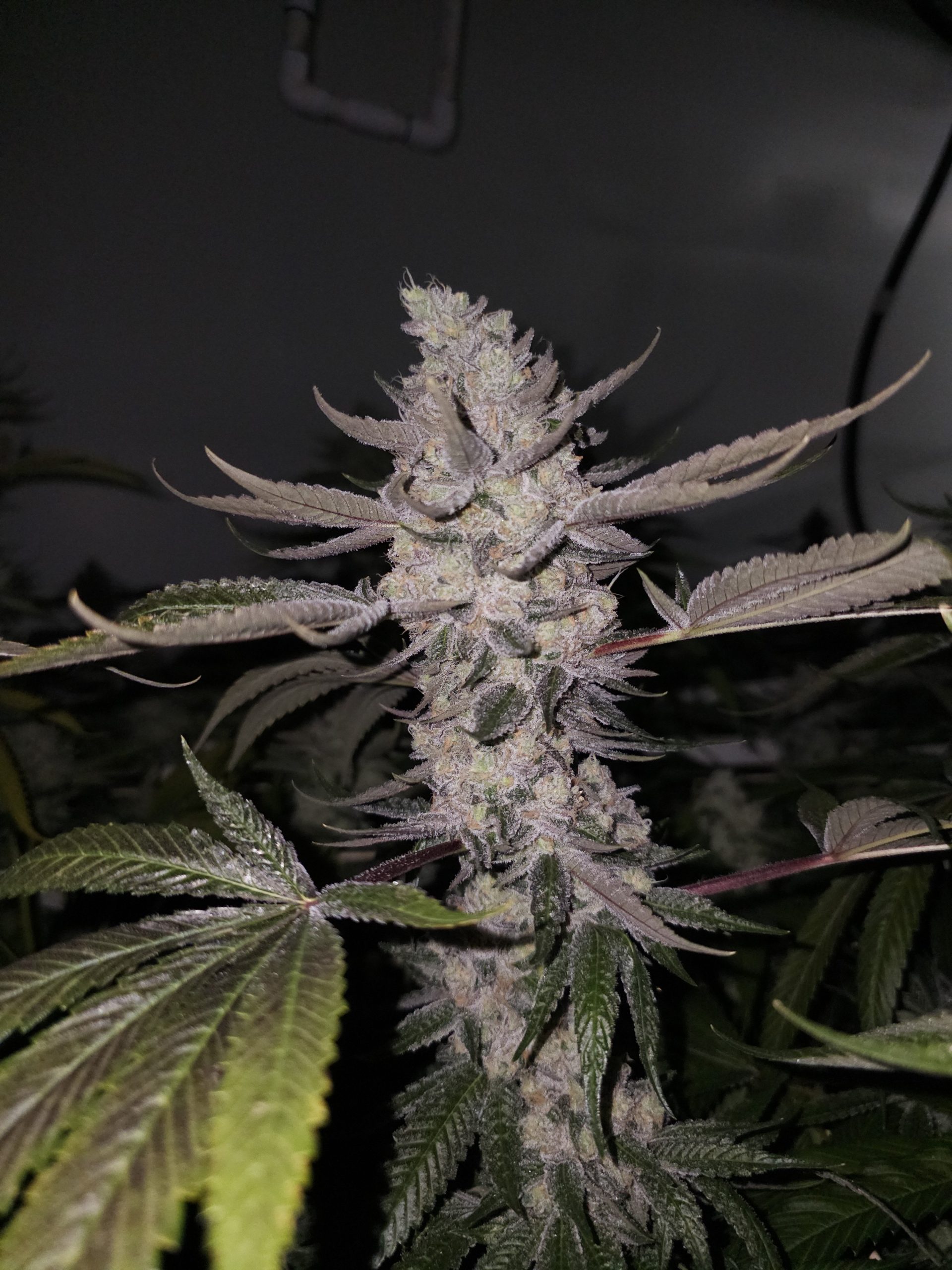 Pineway - Image 2
