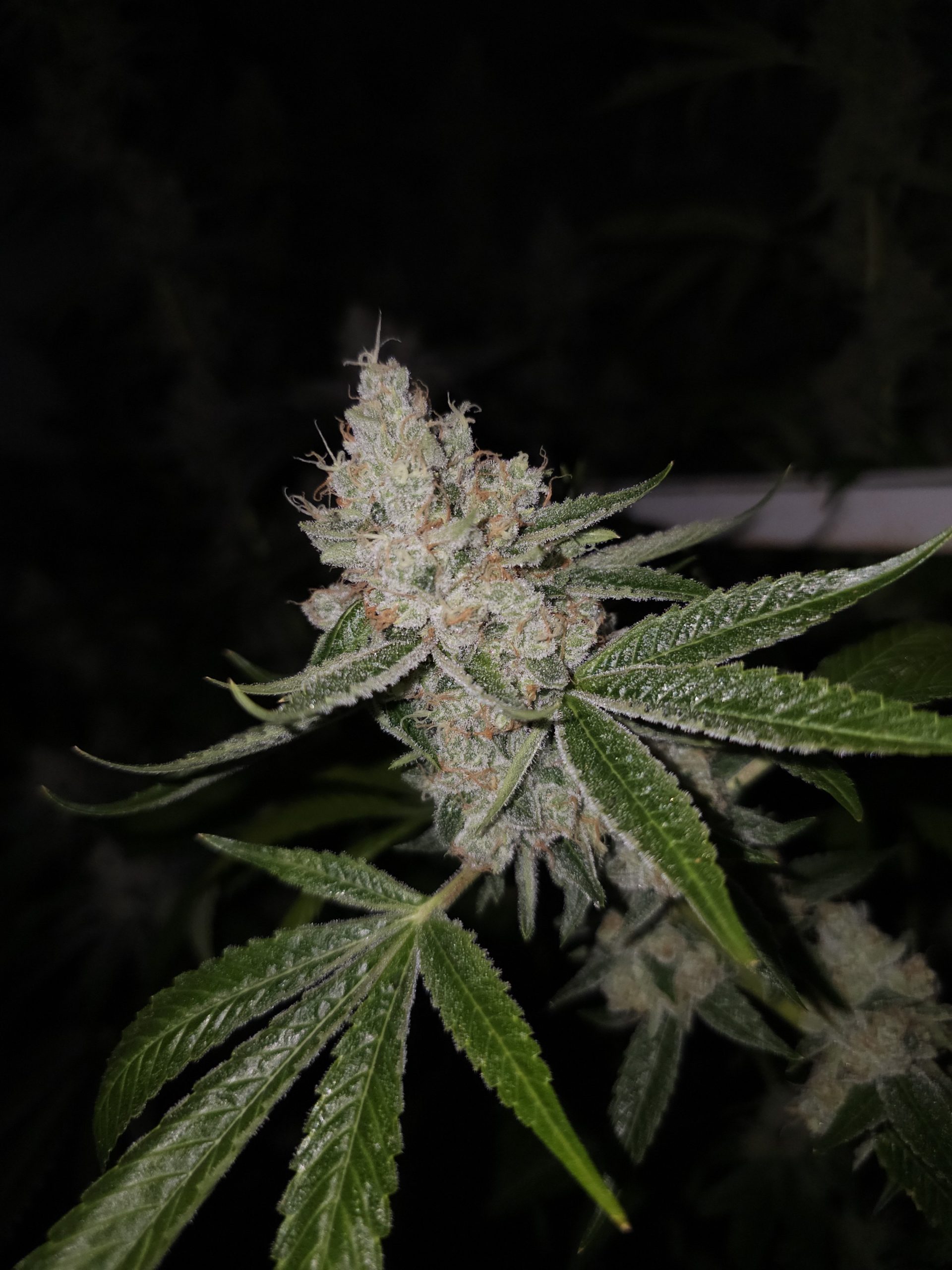 Pineway - Image 3