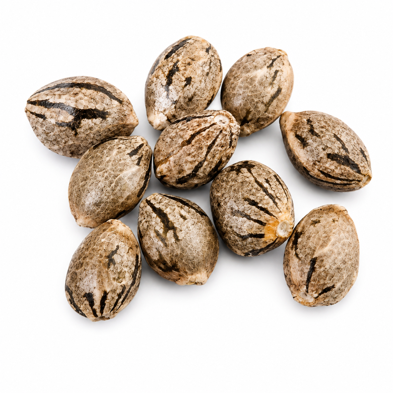 Cap Junky S1 (10 beans) - Image 3