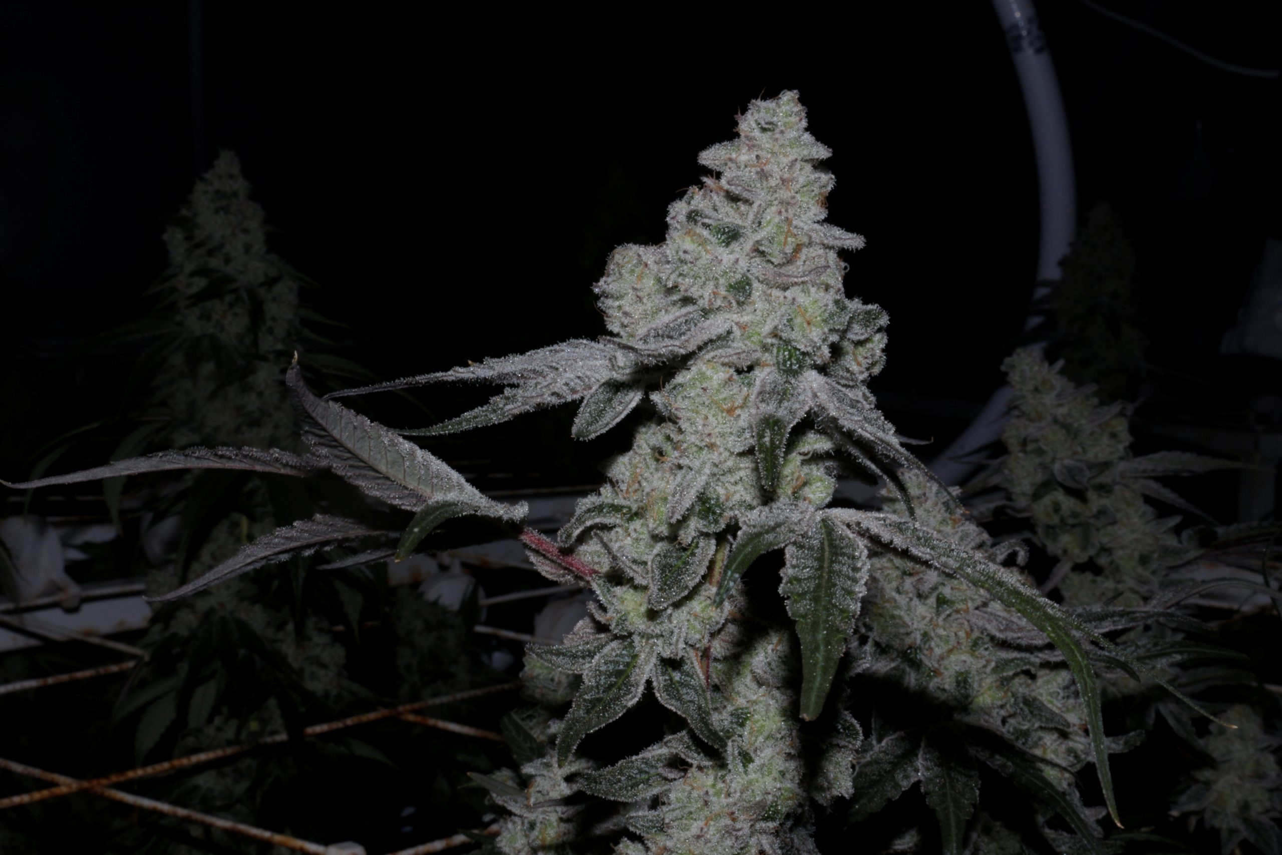 Cap Junky S1 (6 beans) - Image 2